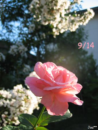 サルスベリ 白 9/14