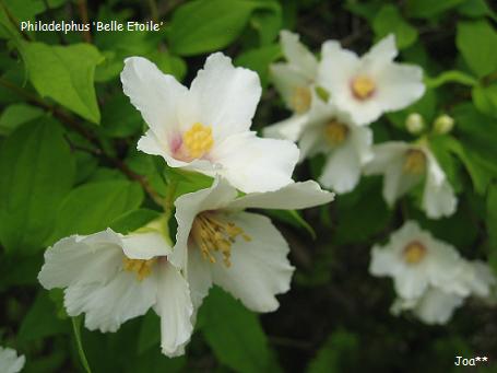 バイカウツギ　ベルエトワール　2