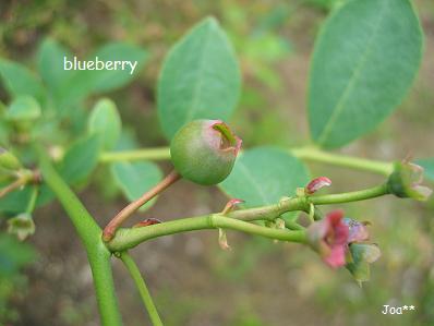 ブルーベリー　6/14