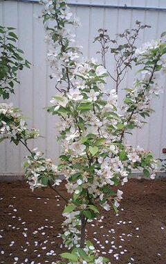 ヒメリンゴ　510