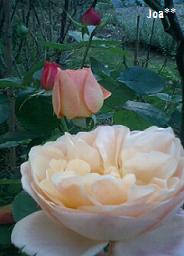 11/29　アンブリッジローズ