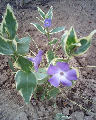 何て名前でしょう？？