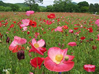 ポピー祭り 6/7 1