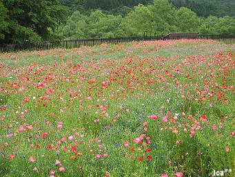 ポピー祭り 6/7 2