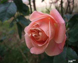 アンブリッジロース☆１