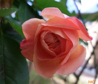 アンブリッジローズ☆２