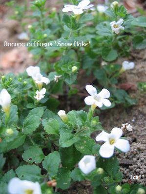 バコパ スノーフレーク 6/9