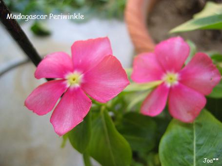 ビンカ サマープロデュース