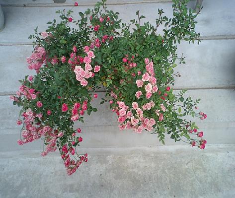 ミニツルバラ　5/29