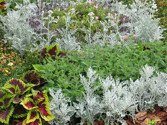 ポピー祭り 6/7 3