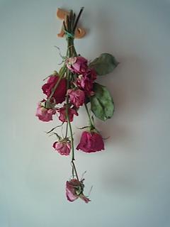 薔薇はドライフラワーに。