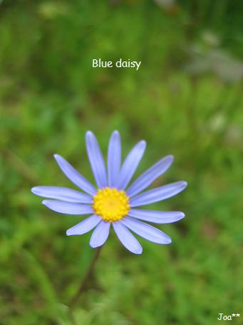 ブルーデイジー
