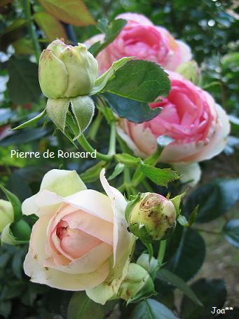 ピエール・ド・ロンサール 6/27