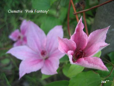 クレマチス ピンクファンタジー 6/8