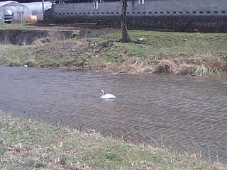 密かに鳴いていたね