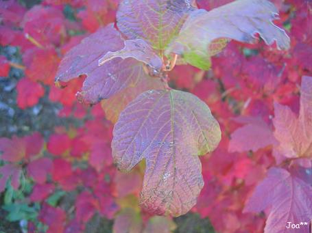 ビバーナム 2009/11/4