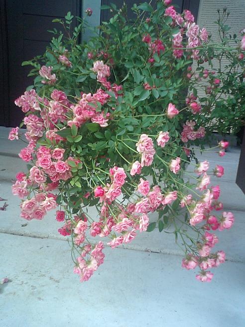 ミニツルバラ　5/25