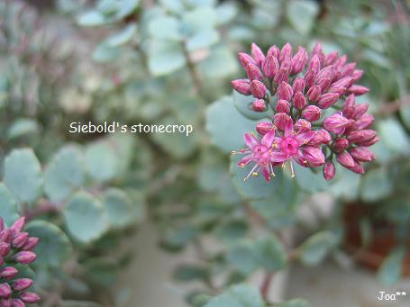 日高ミセバヤ 9/12