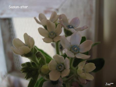 ブルースター 6/27