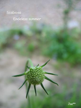 スカビオサ 6/27