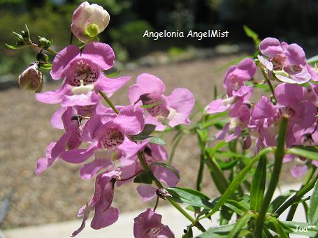 エンジェルラベンダー バスケットピンク 9/14