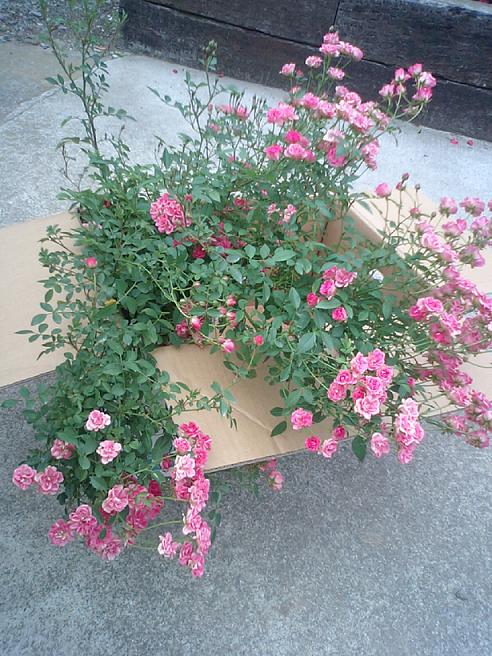 ツルミニバラ　5/19