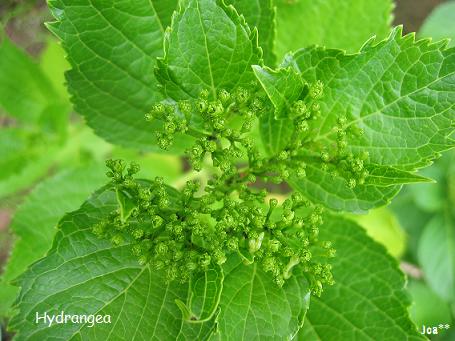 アジサイ 隅田の花火 6/14