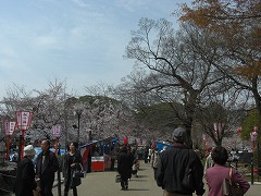 人桜