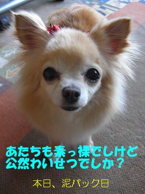 公然わいせつ犬