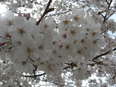 桜