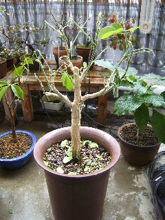 モンキーポッド 盆栽ｂｌｏｇ てのひらサイズ 楽天ブログ