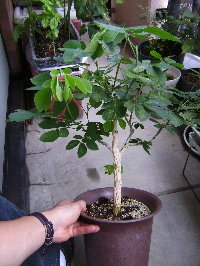 モンキーポッド 盆栽ｂｌｏｇ てのひらサイズ 楽天ブログ