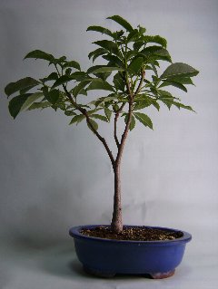 バオバブ 盆栽ｂｌｏｇ てのひらサイズ 楽天ブログ