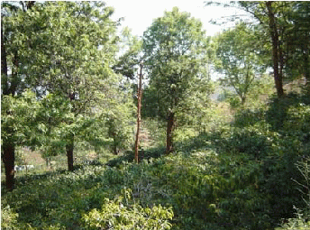 日陰栽培に利用するグラヴィエラの木