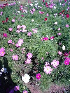 コスモス　花の美術館