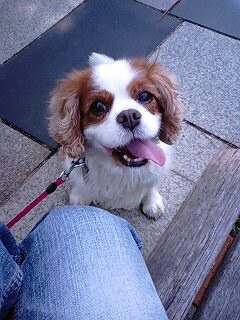 散歩の楽しみはおやつ！