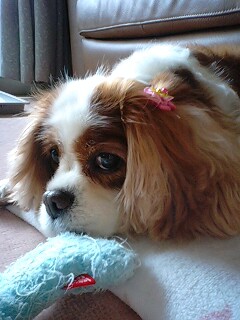 どお？綺麗でしょ？