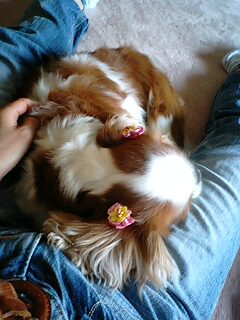 シャンプーは疲れるワン