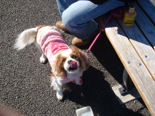 おやつももらえたし、帰ろうよ