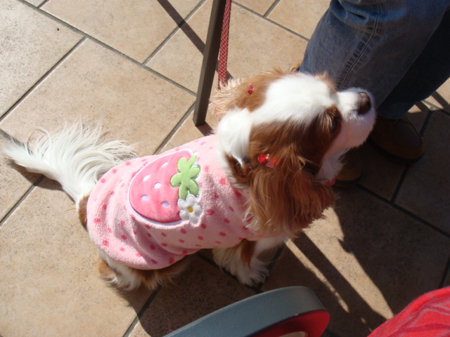 本日のランチ　楽しみだワン