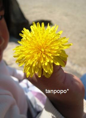 tanpopo.JPG