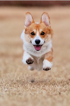 とびますとびます