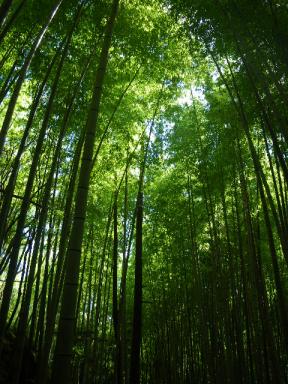 熊野には珍しい竹林