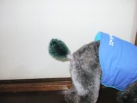 しっぽ