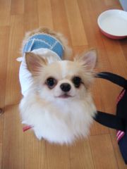 ドッグカフェ７月１