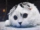 まろくん