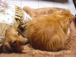 おかあしゃん困りましたよぅ。