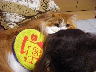 ねーねーコレで遊ぼう！！