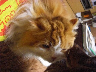あっちいってよう。