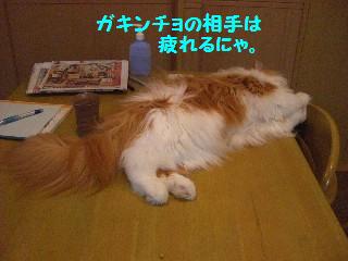 諦めの悪いやつにゃ。